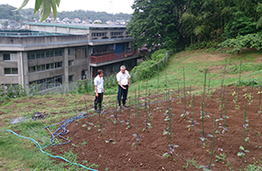 夏野菜指導