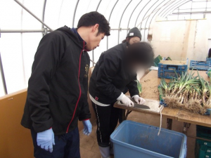 あしたの丘 白ネギの根切り作業