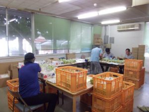 なかよし シャインマスカットの出荷調整作業